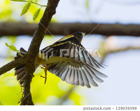 A male brambling takes flight with its wings spread. A male brambling takes flight with its wings spread. 139039399