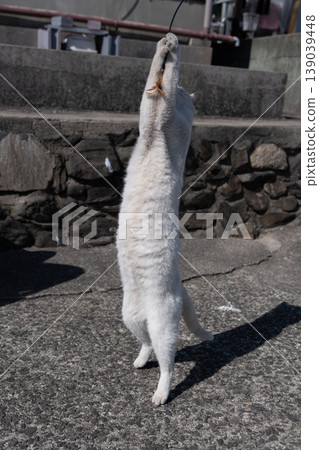 A cute stray cat playing with a toy A cute stray cat playing with a toy 139039448