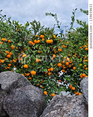 Basalt wall and tangerine trees in Jeju Island. 139039631