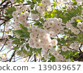 Double-flowered cherry blossom, Ichiyo 139039657