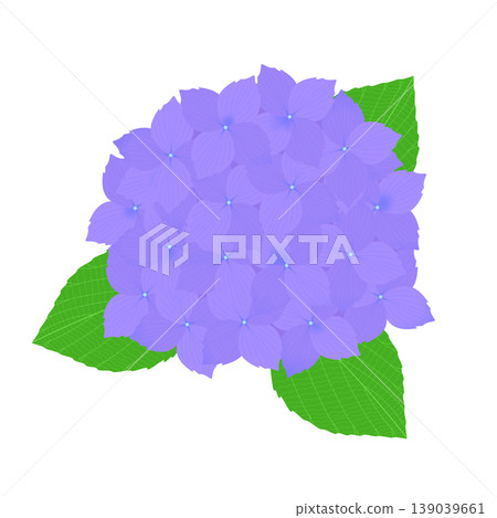 illustration of hydrangea illustration of hydrangea 139039661