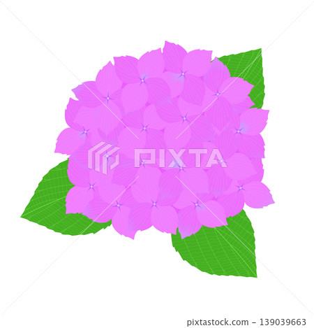 繡球花的插圖 繡球花的插圖 139039663