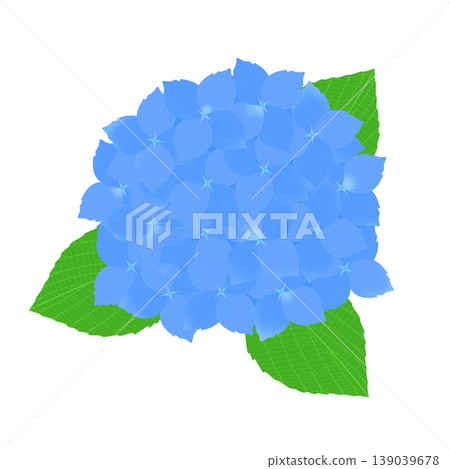 繡球花的插圖 繡球花的插圖 139039678