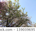 Double-flowered cherry blossom, Ichiyo 139039695
