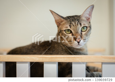 tabby cat resting on a modern wooden cat climber, cat tree tower tabby cat resting on a modern wooden cat climber, cat tree tower 139039729