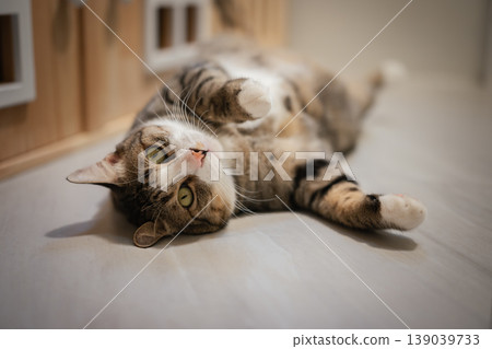 tabby cat lying on its back showing belly on the floor at home 139039733