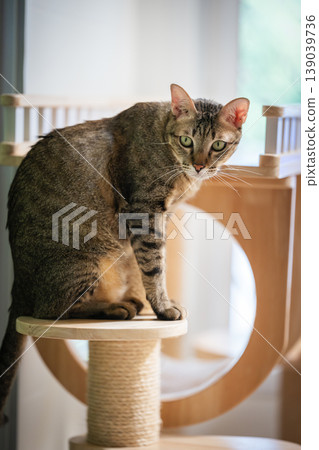 tabby cat resting on a modern wooden cat climber, cat tree tower tabby cat resting on a modern wooden cat climber, cat tree tower 139039736