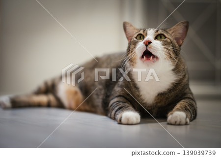 tabby cat with mouth open looking up while lying on the floor at home tabby cat with mouth open looking up while lying on the floor at home 139039739