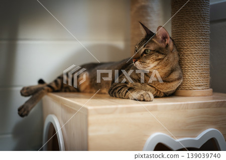 tabby cat resting on a modern wooden cat climber, cat tree tower tabby cat resting on a modern wooden cat climber, cat tree tower 139039740