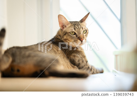 tabby cat resting on a modern wooden cat climber, cat tree tower tabby cat resting on a modern wooden cat climber, cat tree tower 139039743