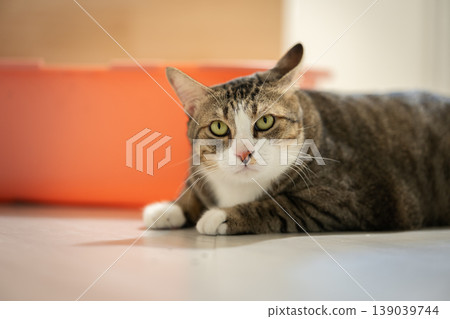 tabby cat resting on the floor at home tabby cat resting on the floor at home 139039744