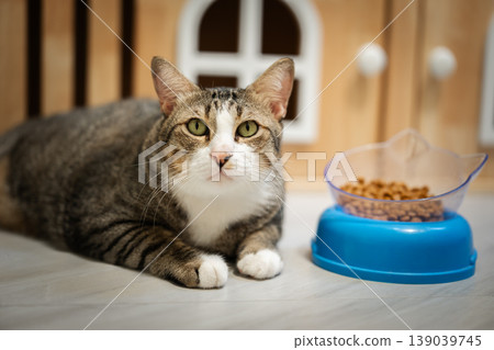 tabby cat lying down next to a blue bowl full of dry food on the floor at home 139039745