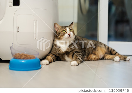 tabby cat sitting next to a modern automatic self-cleaning litter box and a bowl full of dry food at home. tabby cat sitting next to a modern automatic self-cleaning litter box and a bowl full of dry food at home. 139039746