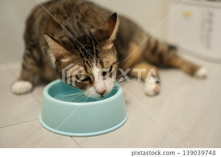 tabby cat drinking water from a bowl on the floor at home tabby cat drinking water from a bowl on the floor at home 139039748