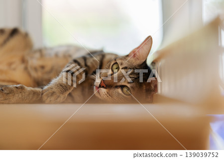 tabby cat resting on a modern wooden cat climber, cat tree tower tabby cat resting on a modern wooden cat climber, cat tree tower 139039752