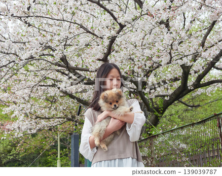 春天,一位國中女生帶著她可愛的博美犬,在櫻花盛開的公園裡欣賞櫻花。 春天,一位國中女生帶著她可愛的博美犬,在櫻花盛開的公園裡欣賞櫻花。 139039787