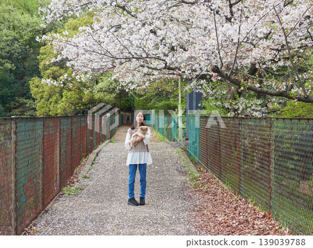 A middle school girl enjoying cherry blossom viewing in a park full of blooming cherry trees in spring, accompanied by her adorable Pomeranian puppy. A middle school girl enjoying cherry blossom viewing in a park full of blooming cherry trees in spring, accompanied by her adorable Pomeranian puppy. 139039788