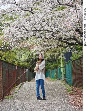 春天,一位國中女生帶著她可愛的博美犬,在櫻花盛開的公園裡欣賞櫻花。 春天,一位國中女生帶著她可愛的博美犬,在櫻花盛開的公園裡欣賞櫻花。 139039790