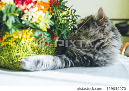 Fluffy Gray Cat Smelling Spring Flowers: Cute Pet Sniffing Colorful Bouquet with Mimosa and Tulips. Close up of fluffy gray cat with long fur and green eyes. Fluffy Gray Cat Smelling Spring Flowers: Cute Pet Sniffing Colorful Bouquet with Mimosa and Tulips. Close up of fluffy gray cat with long fur and green eyes. 139039970