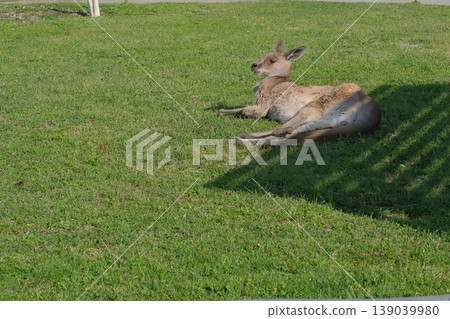 Relaxing kangaroo 139039980