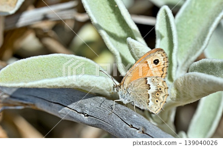 The endemic Coenonympha thyrsis, Crete The endemic Coenonympha thyrsis, Crete 139040026