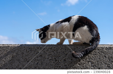 A cute black and white stray cat relaxing on the embankment. A cute black and white stray cat relaxing on the embankment. 139040028