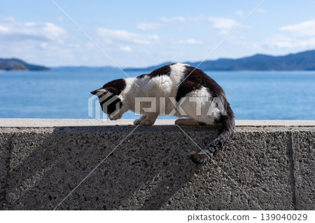 A cute black and white stray cat relaxing on the embankment. 139040029