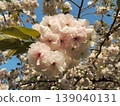 Double-flowered cherry blossom, Fugenzo variety 139040131