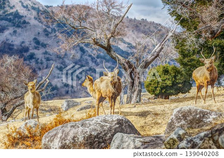 A deer I encountered in the mountains 139040208