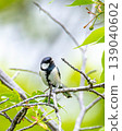 A great tit relaxing among cherry blossoms. 139040602