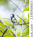 A great tit relaxing among cherry blossoms. 139040603