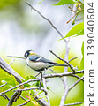 A great tit relaxing among cherry blossoms. 139040604