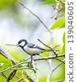 A great tit relaxing among cherry blossoms. 139040605