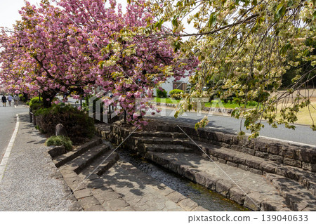 群馬縣澀川市春天的白井宿 139040633