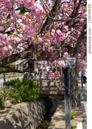 群馬縣澀川市春天的白井宿 群馬縣澀川市春天的白井宿 139040639