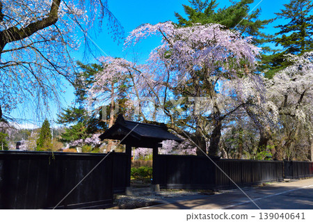 春天，櫻花，角館，武士居所街 139040641
