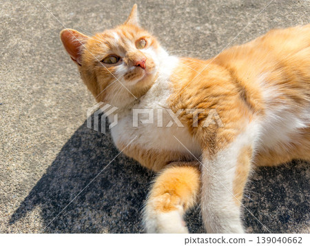 Enjoying a sunny day in early spring - a little kitty purring. 139040662