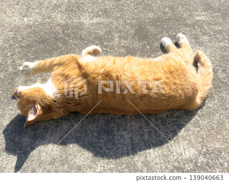 Enjoying a sunny day in early spring - a little kitty purring. 139040663