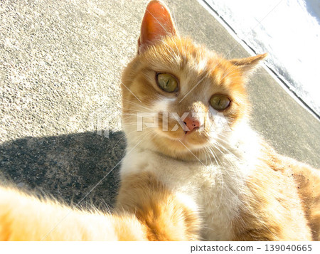 Enjoying a sunny day in early spring - a little kitty purring. 139040665