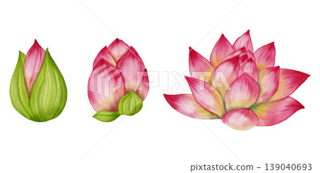 Set of watercolor illustrations of pink lotuses and buds. Hand-drawn botanical illustration of water lilies, isolated on a white background. Floral elements for wedding invitations, greeting cards 139040693