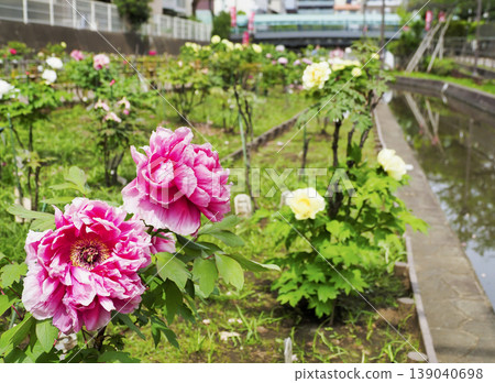 古志波川濱水公園牡丹園,江東區 古志波川濱水公園牡丹園,江東區 139040698