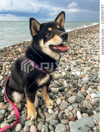 A black Shiba Inu dog sits on a rocky beach by the sea under a dramatic cloudy sky. A black Shiba Inu dog sits on a rocky beach by the sea under a dramatic cloudy sky. 139040747