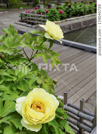 古志波川濱水公園牡丹園，江東區 139040789