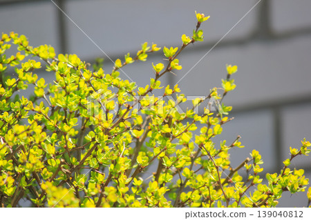 Fresh yellow green Berberis thunbergii barberry leaves on thorny branches in sunny spring garden Fresh yellow green Berberis thunbergii barberry leaves on thorny branches in sunny spring garden 139040812