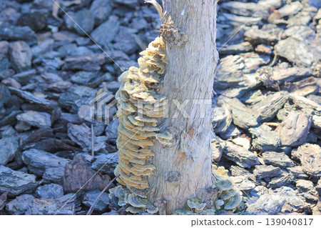 Trametes versicolor turkey tail fungus growing on tree trunk above wood mulch in spring garden environment Trametes versicolor turkey tail fungus growing on tree trunk above wood mulch in spring garden environment 139040817