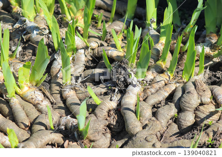 Young Iris germanica green sprouts growing from rhizomes in spring soil under bright natural sunlight Young Iris germanica green sprouts growing from rhizomes in spring soil under bright natural sunlight 139040821