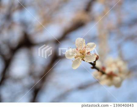 White plum blossoms called "Jitsugetsu" bloomed in the sunny month of March. 139040843