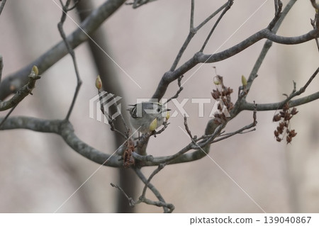 Goldcrest waiting for spring Goldcrest waiting for spring 139040867