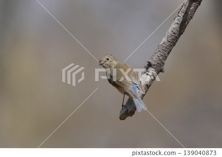 Red-flanked bluetail perching on a branch Red-flanked bluetail perching on a branch 139040873