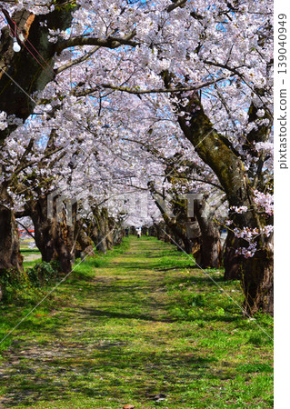 春天,櫻花,檜木內川堤岸 春天,櫻花,檜木內川堤岸 139040949